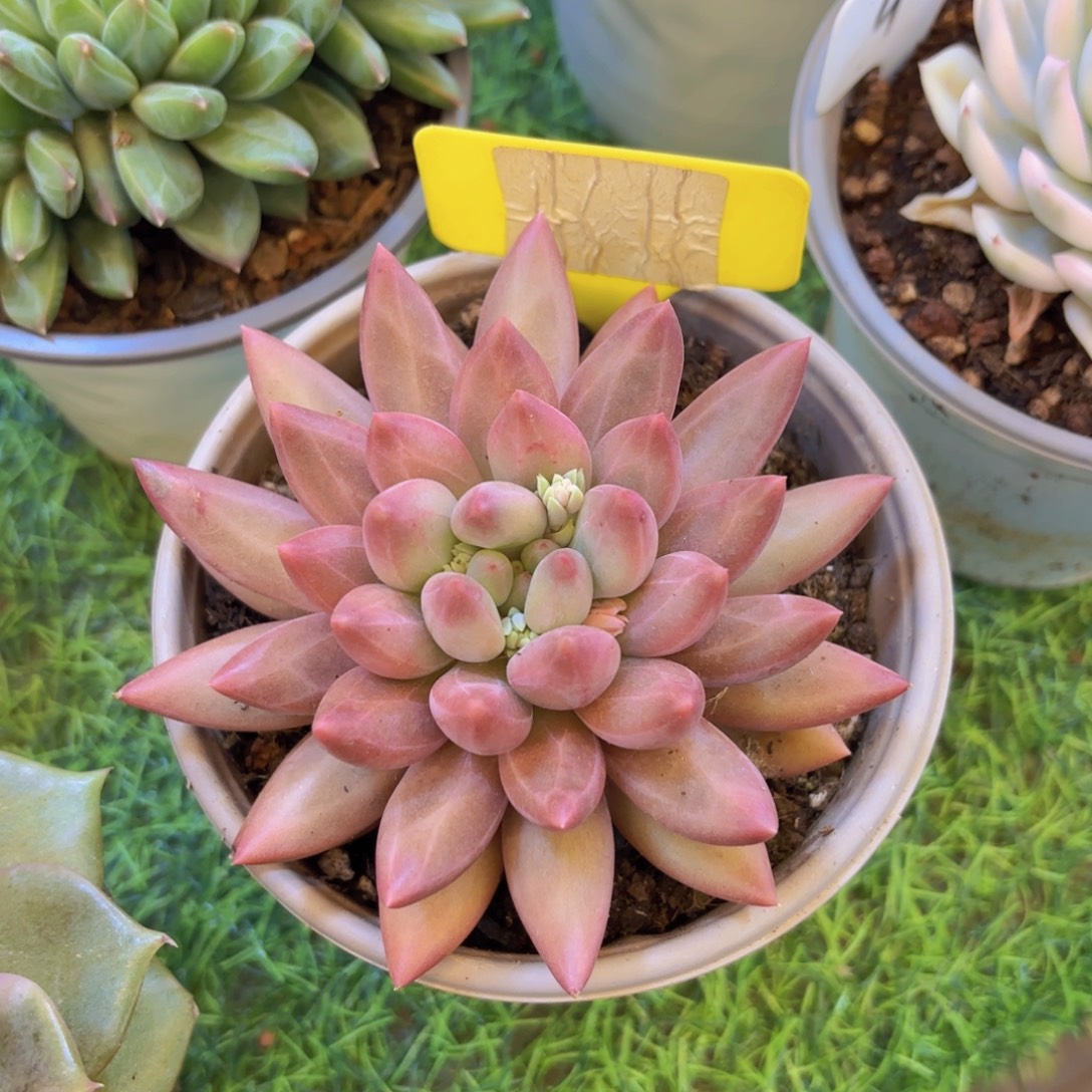 阿***呀云南金致家精品多肉