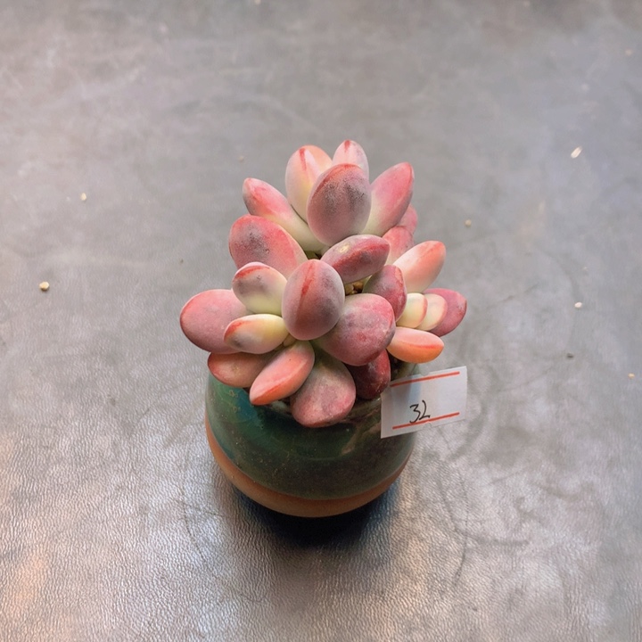 一物一拍满30包邮 32