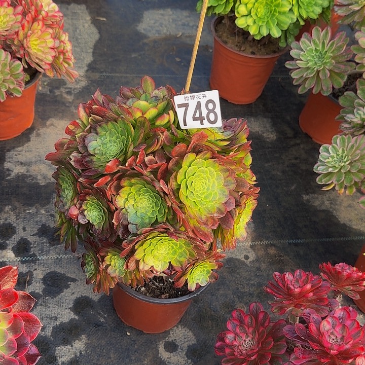 000000000000748嘉年华