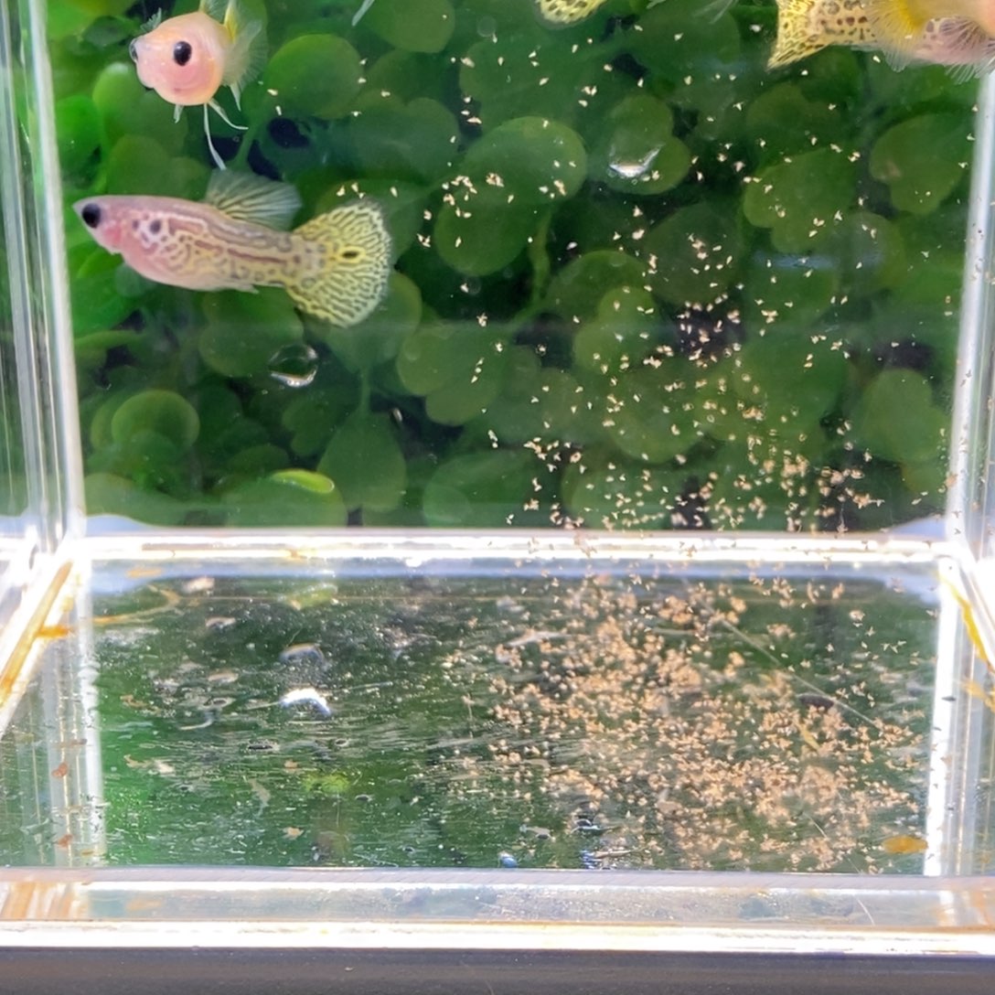 孔雀鱼黑金蕾丝大c两对加一对普通