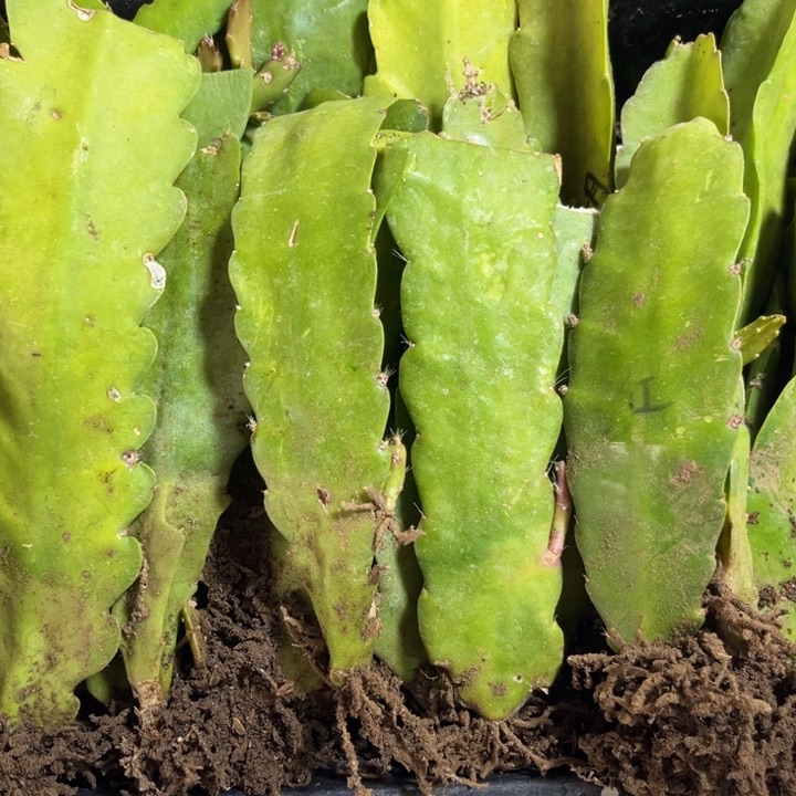 当前无花栽培后可以开花8苗5色以上送花土