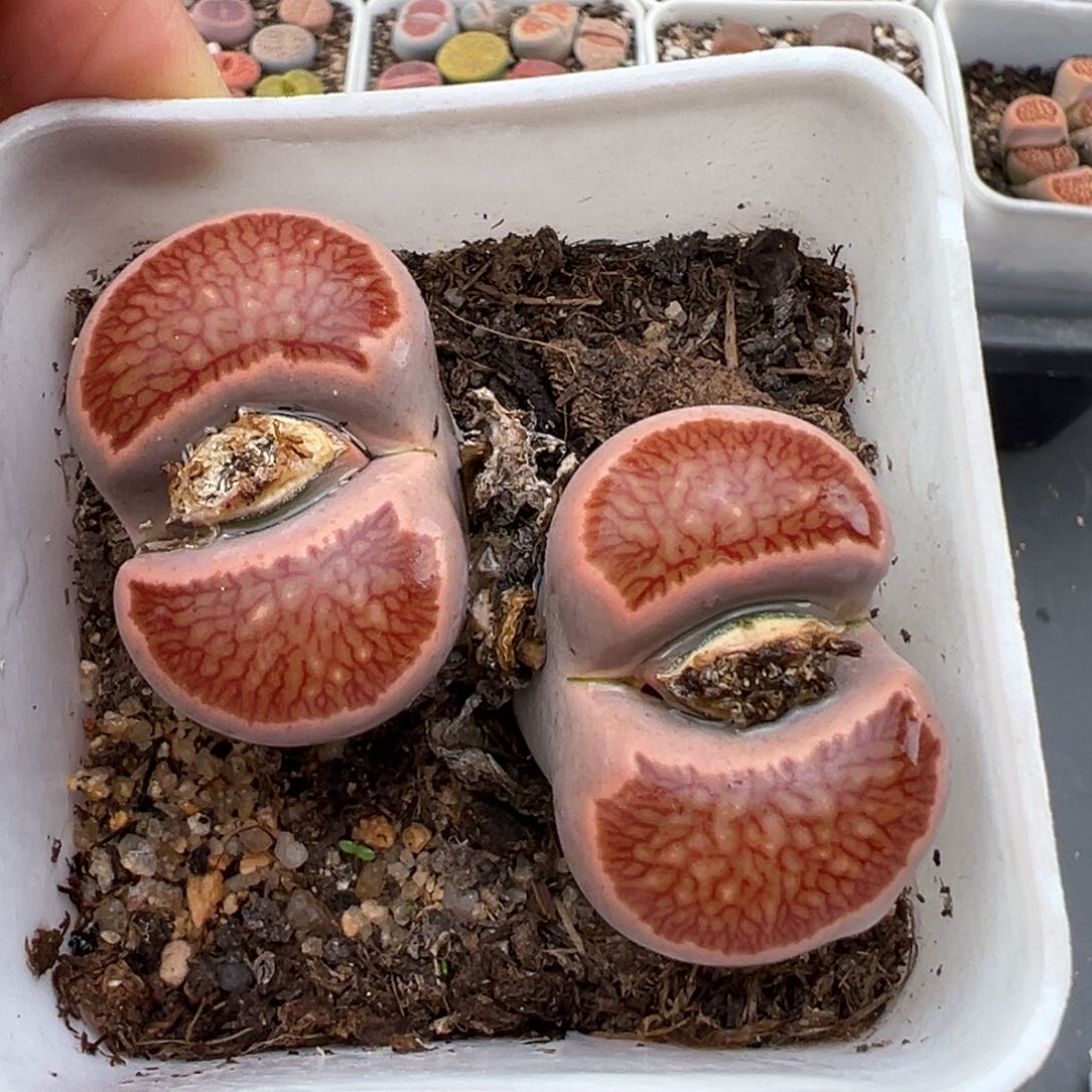 1.19好看的多肉730