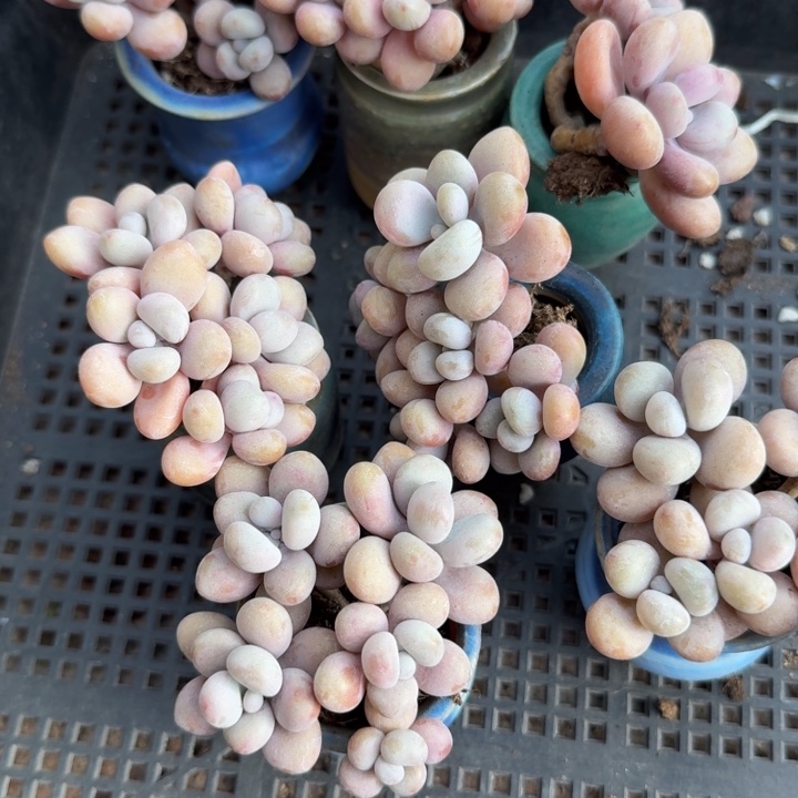 桃蛋带盆一套。                      