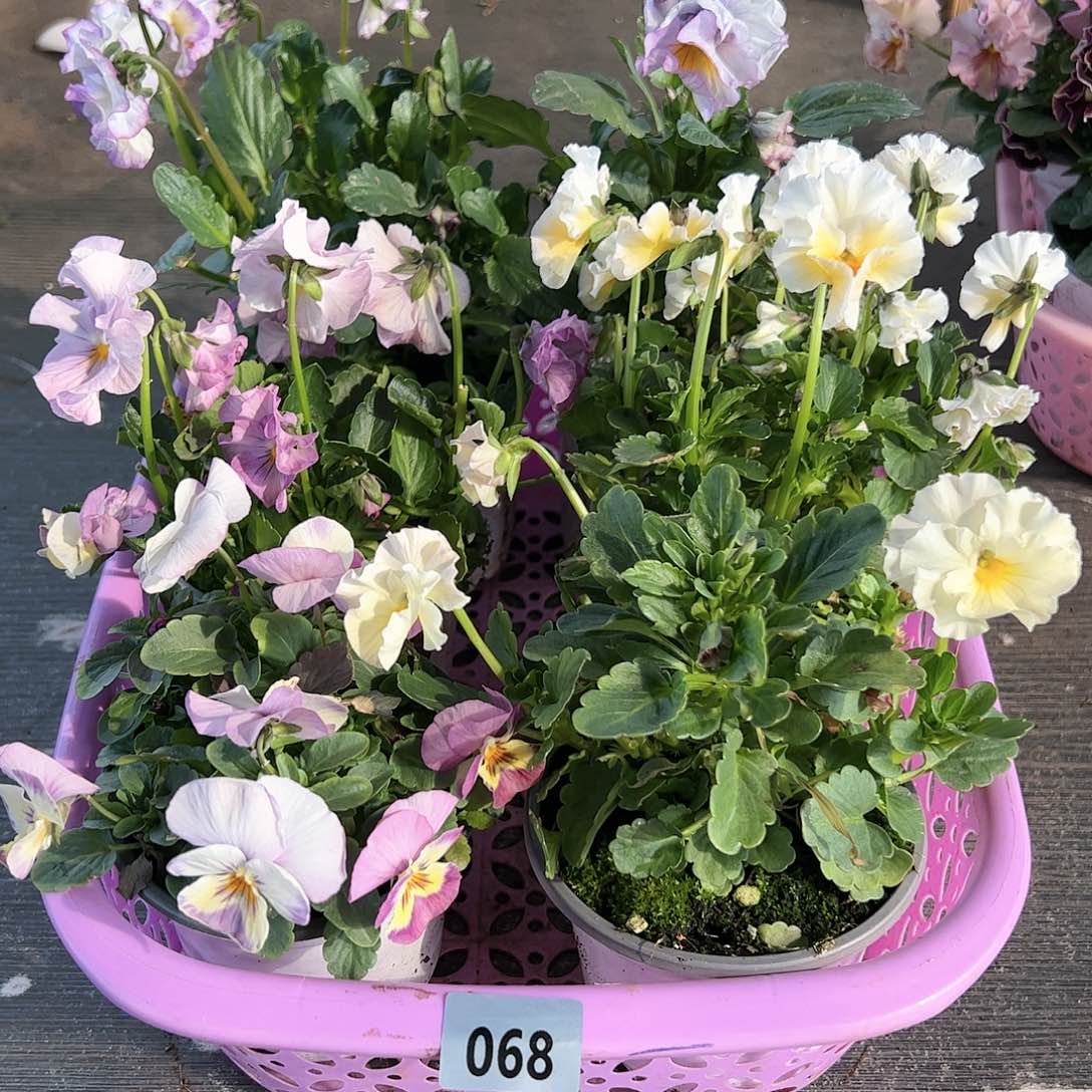 【闪购商品】068号