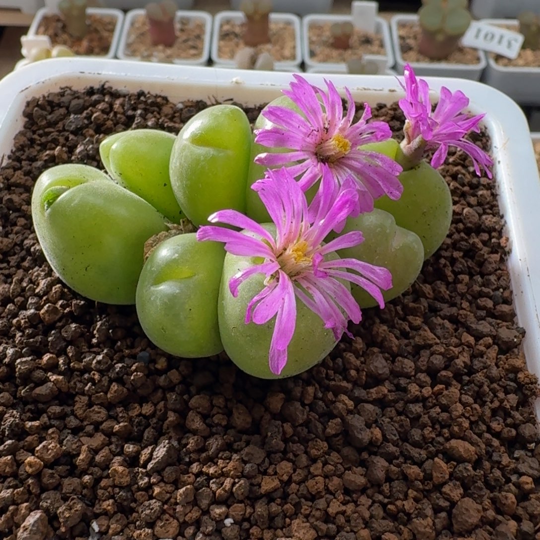 3015翠滴肉锥植物