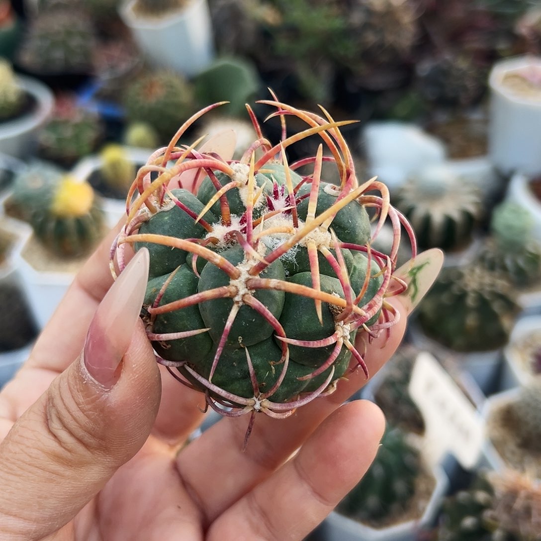 高木菲冠龙仙人球66666