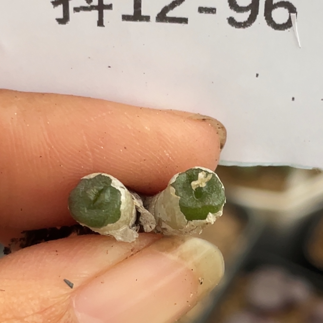 12-96方糖多肉植物