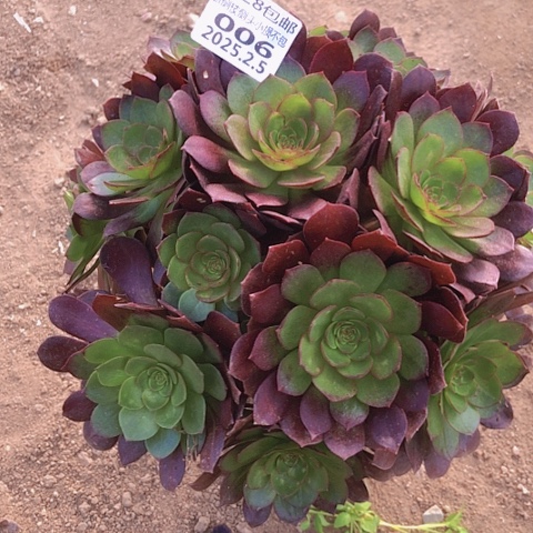 2.5-6赤焰连多肉植物