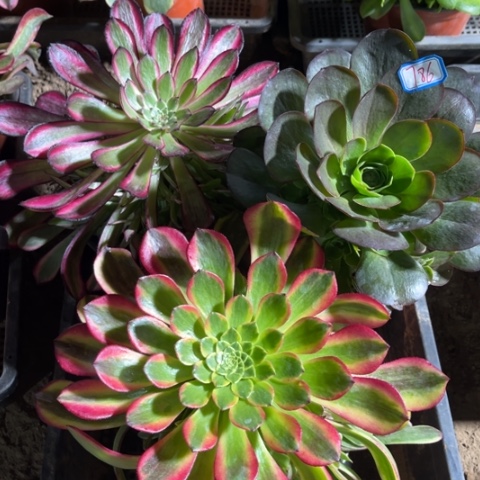 786多肉植物组合