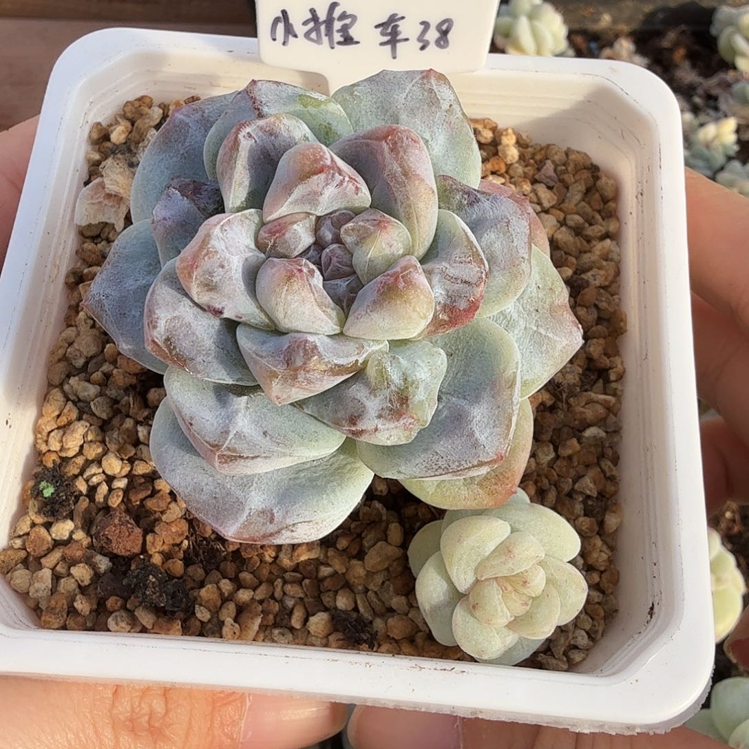 ᥫ****小推车专拍冰玉石化一颗