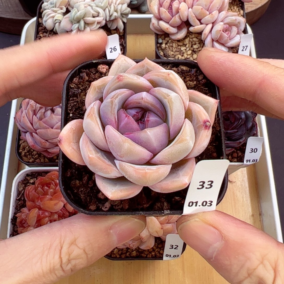 好好看33、哈哈哈哈