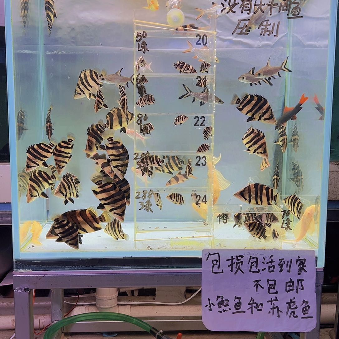 虎鱼练手小虎8-9共分3条