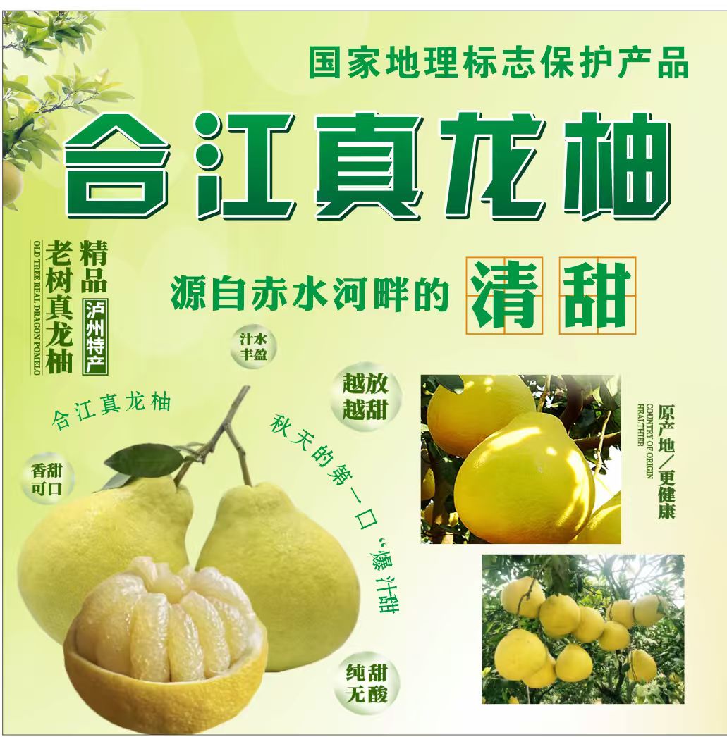 【暖冬尝鲜装】正宗合江真龙柚子天然老树纯甜无酸非文旦柚水果
