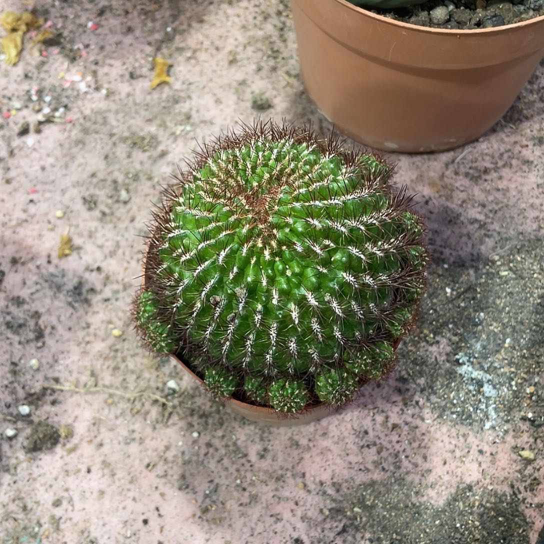 乔***烤无花朵火焰勾宝仙人球