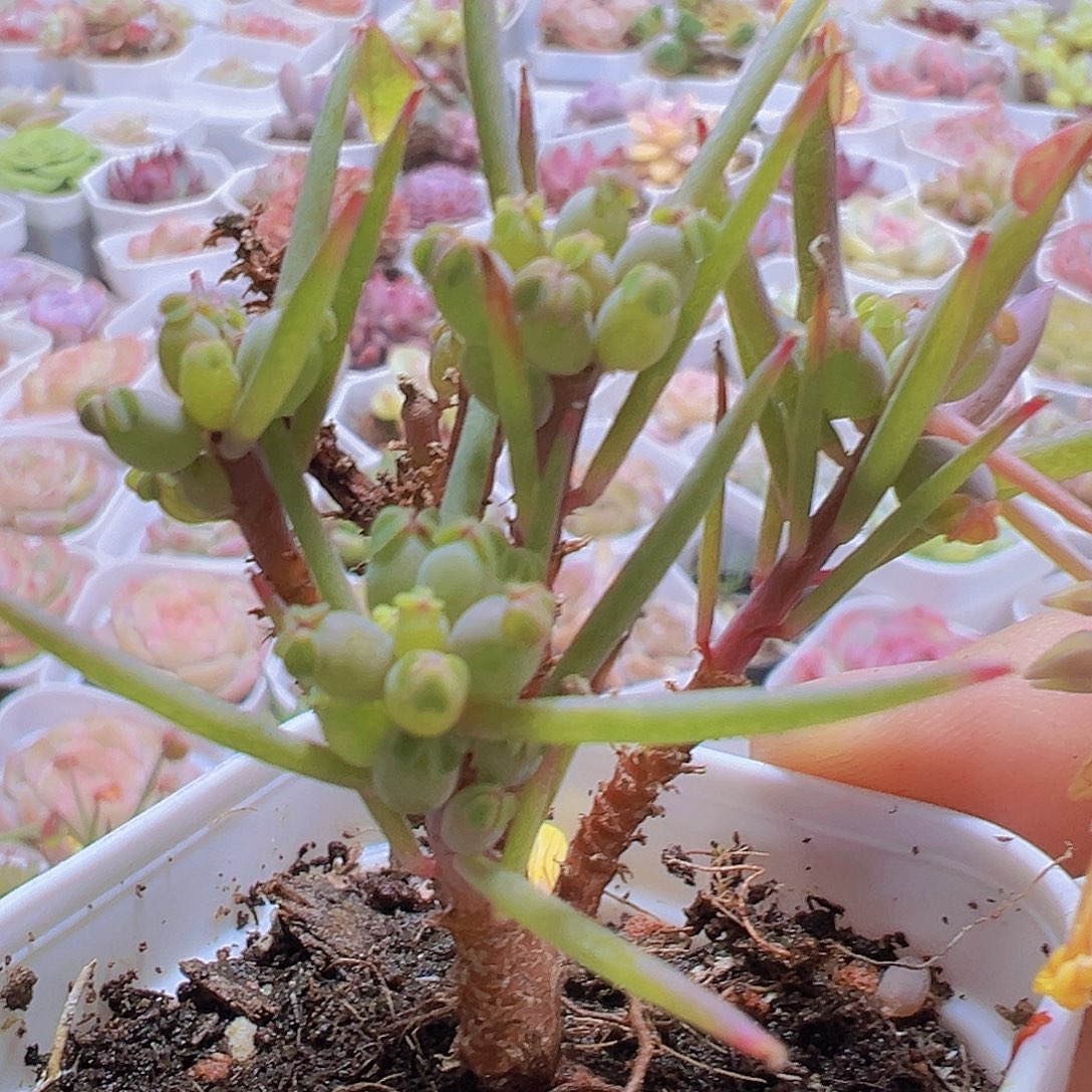 炸酱草19包邮多肉植物