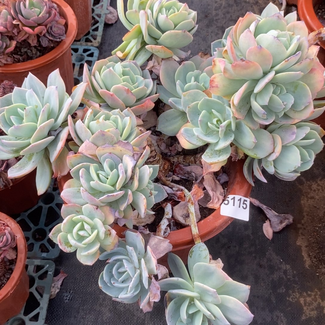 ᨳ***ᐝ5115白凤多头一物一拍