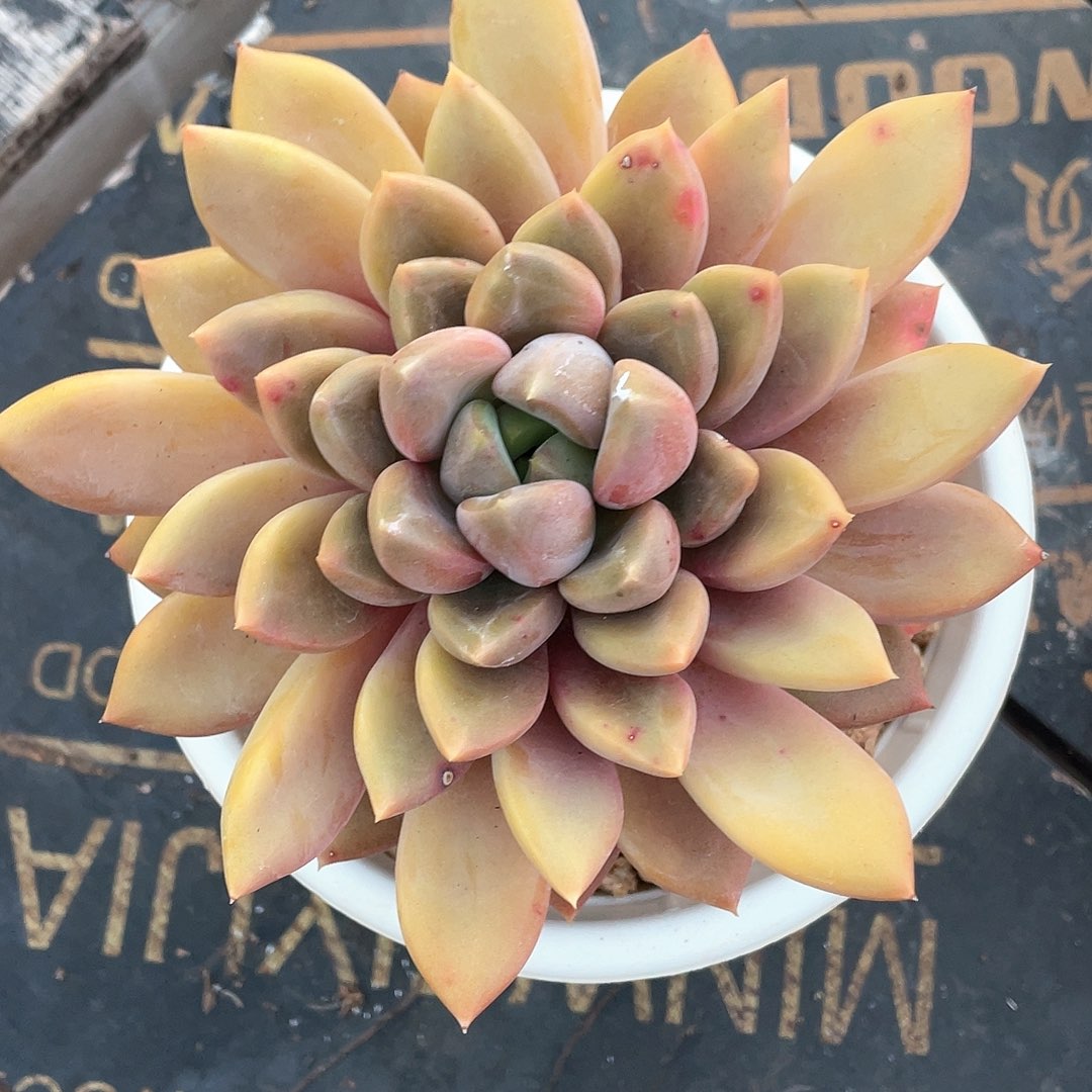 多肉植物一物一拍