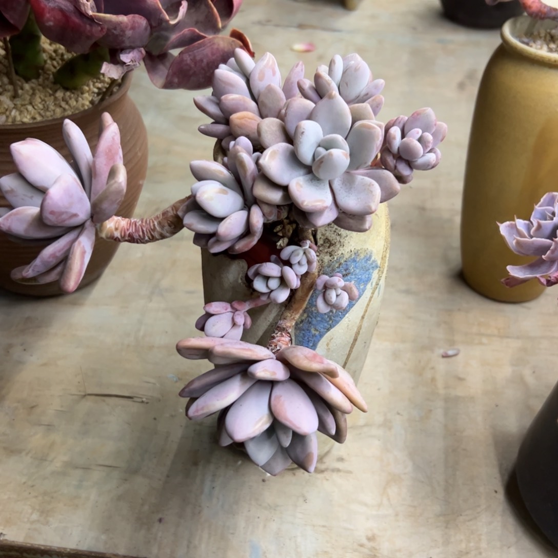 粉兔68 零零多肉植物