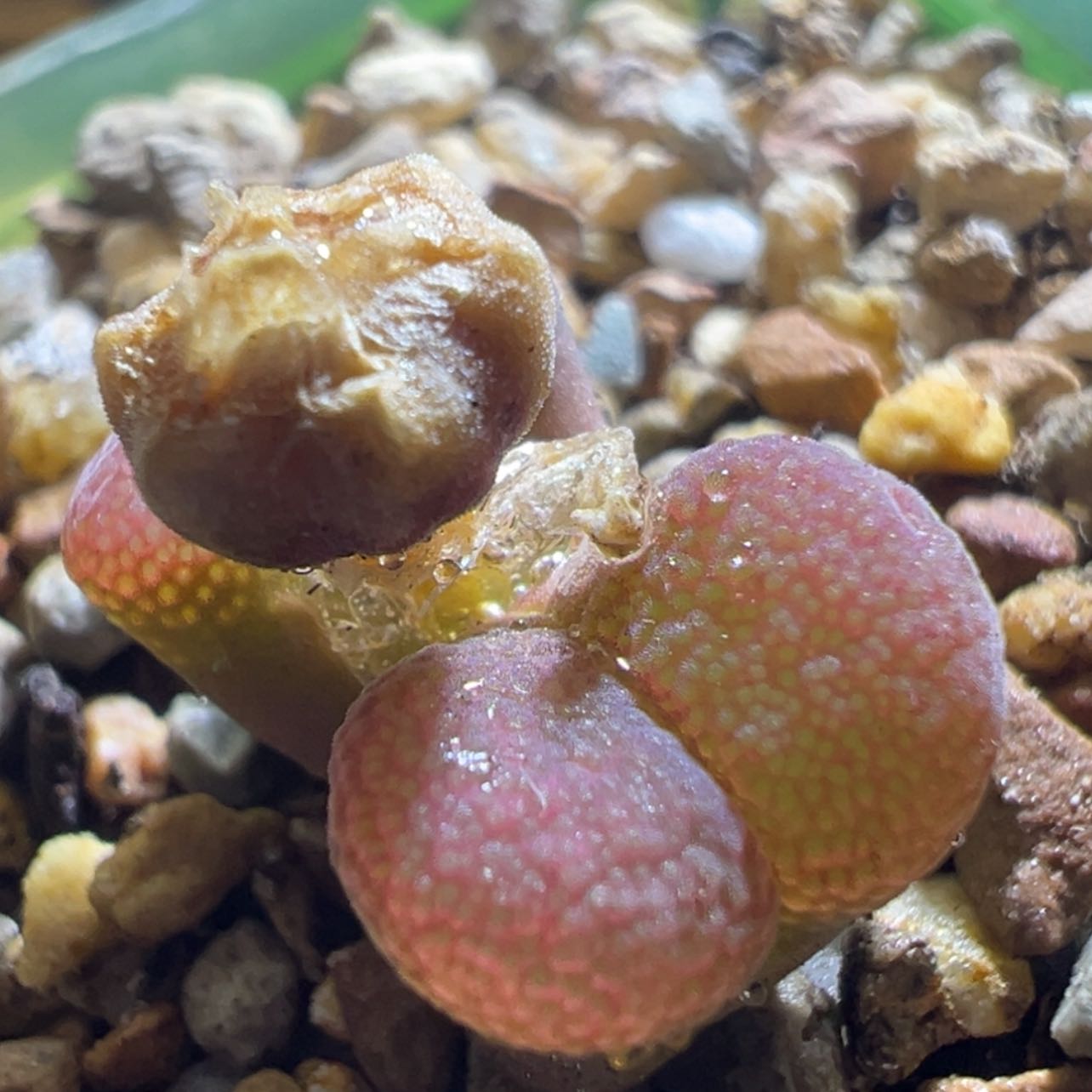 【闪购商品】日系大红风铃