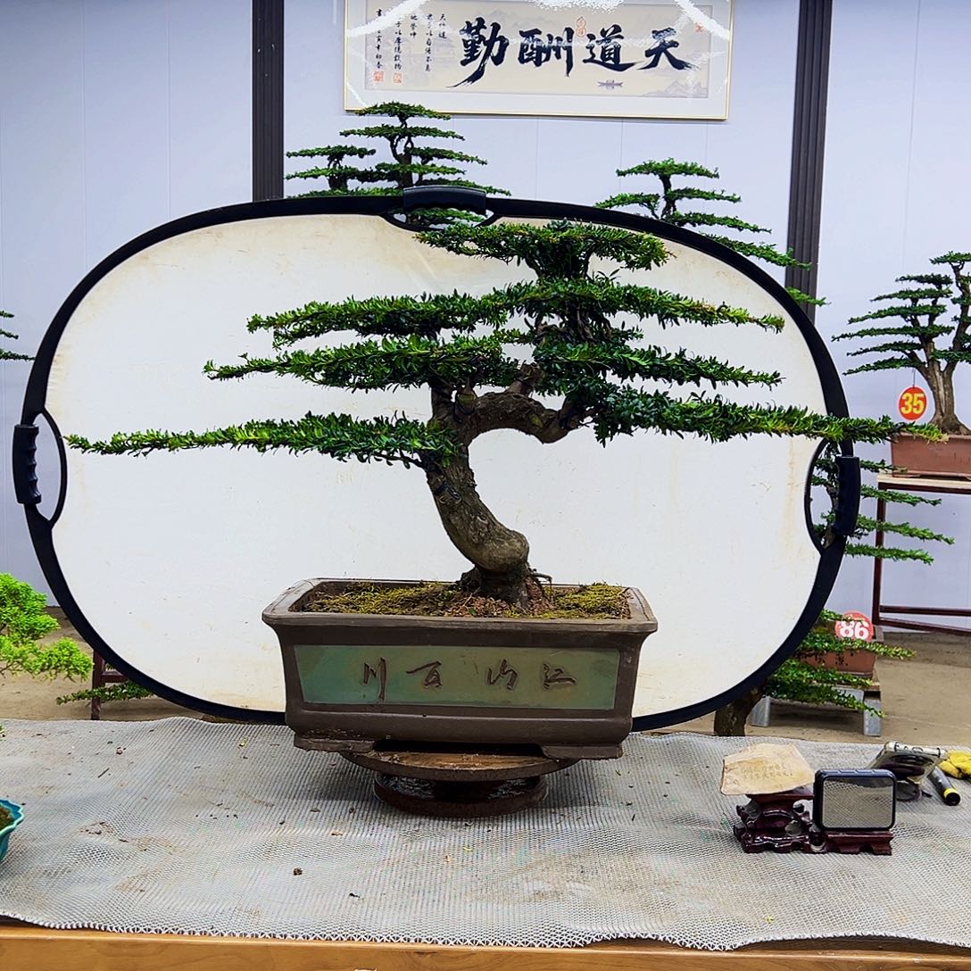 无花朵8888888888888888