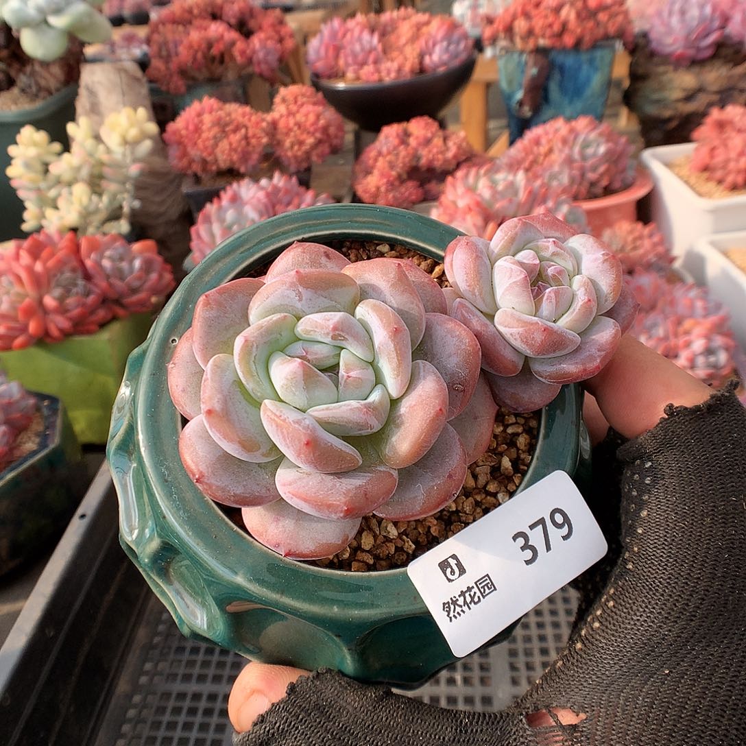 379星影多肉植物6666