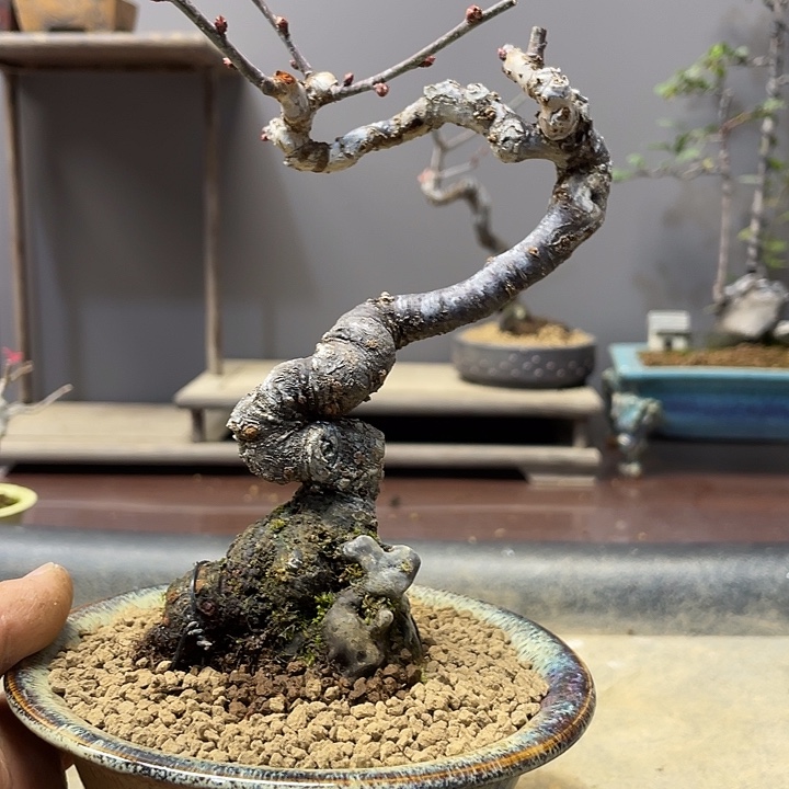 酒***精无花朵梅花花开富贵吉祥