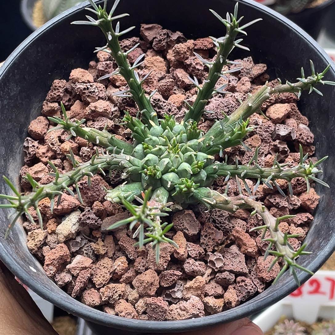 实生孔雀丸大戟 脱土包邮