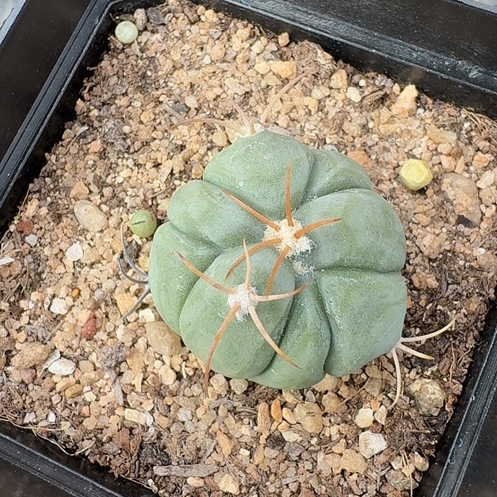 平丸实生仙人球多肉