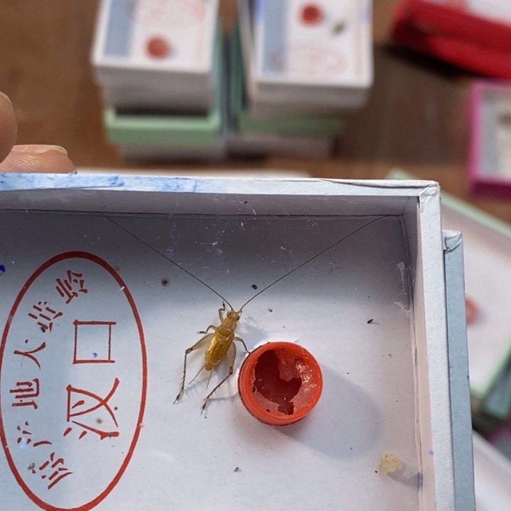 阿***伟蟋蟀蝈蝈我在外面吃饭呢