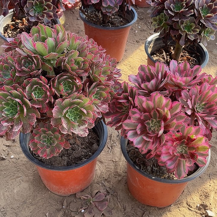 样品安娜+红铜白脱土裸根