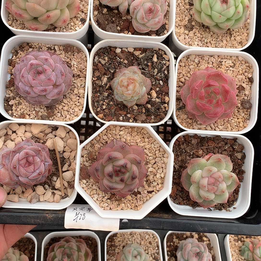 杂家糖心珍妮9颗12号