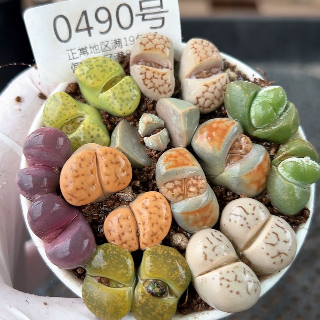 好养易活生石花大母本0490