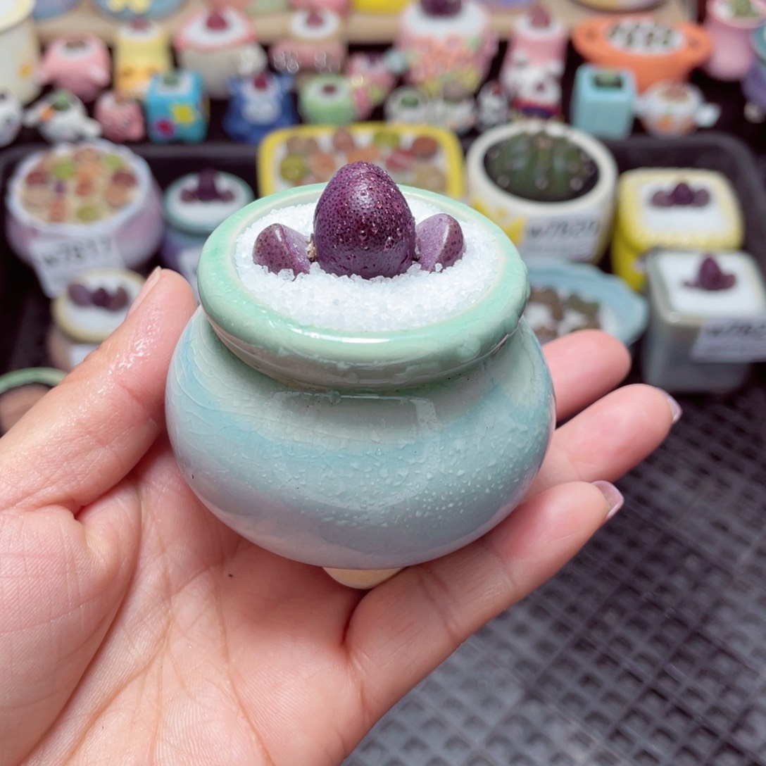 w7830 -零下地区拍保温箱-15支持寄养