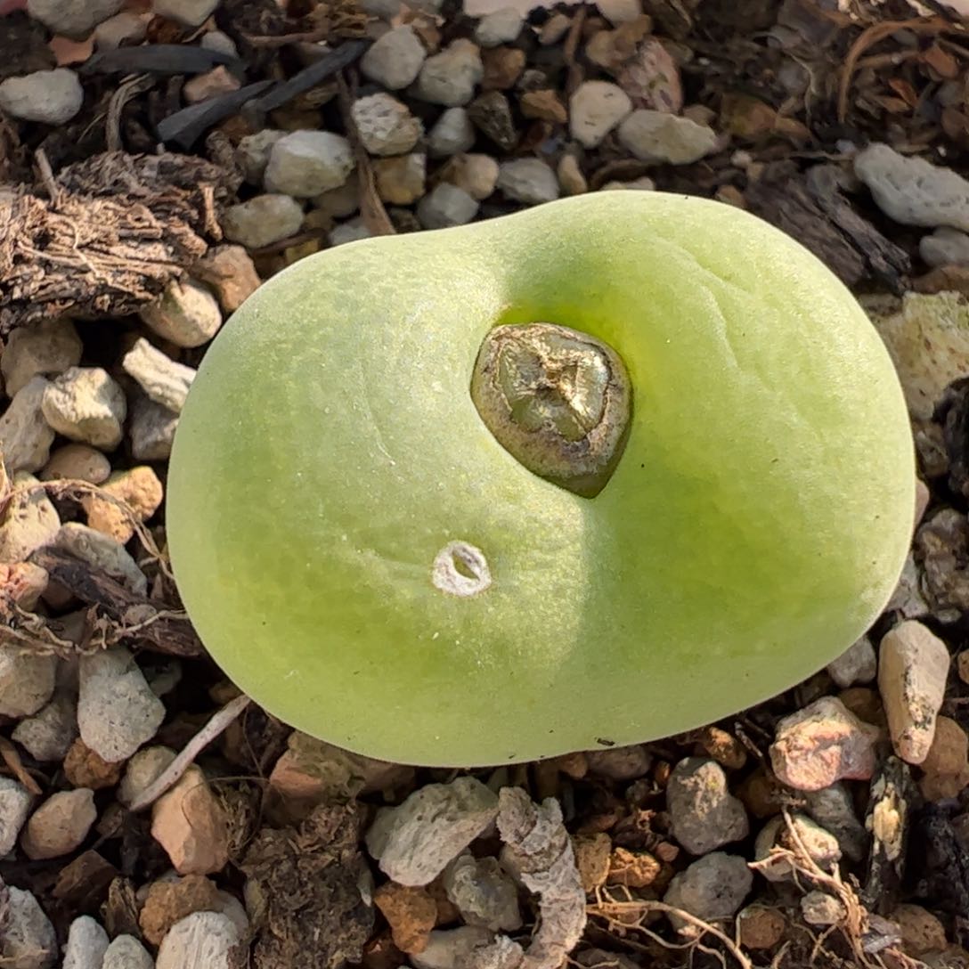 117多肉植物百科