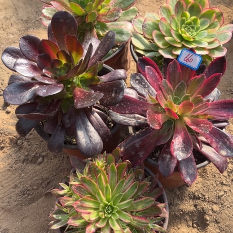 660多肉植物组合