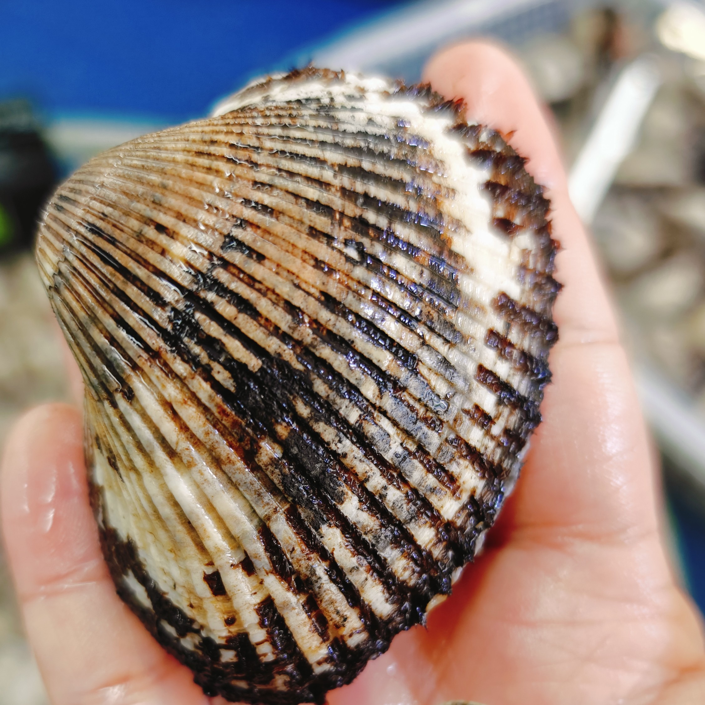 大毛蚶2斤（12个左右）