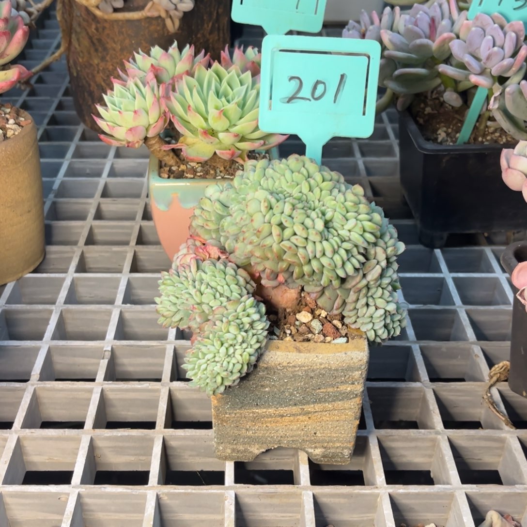 小雨多肉白胖子缀化