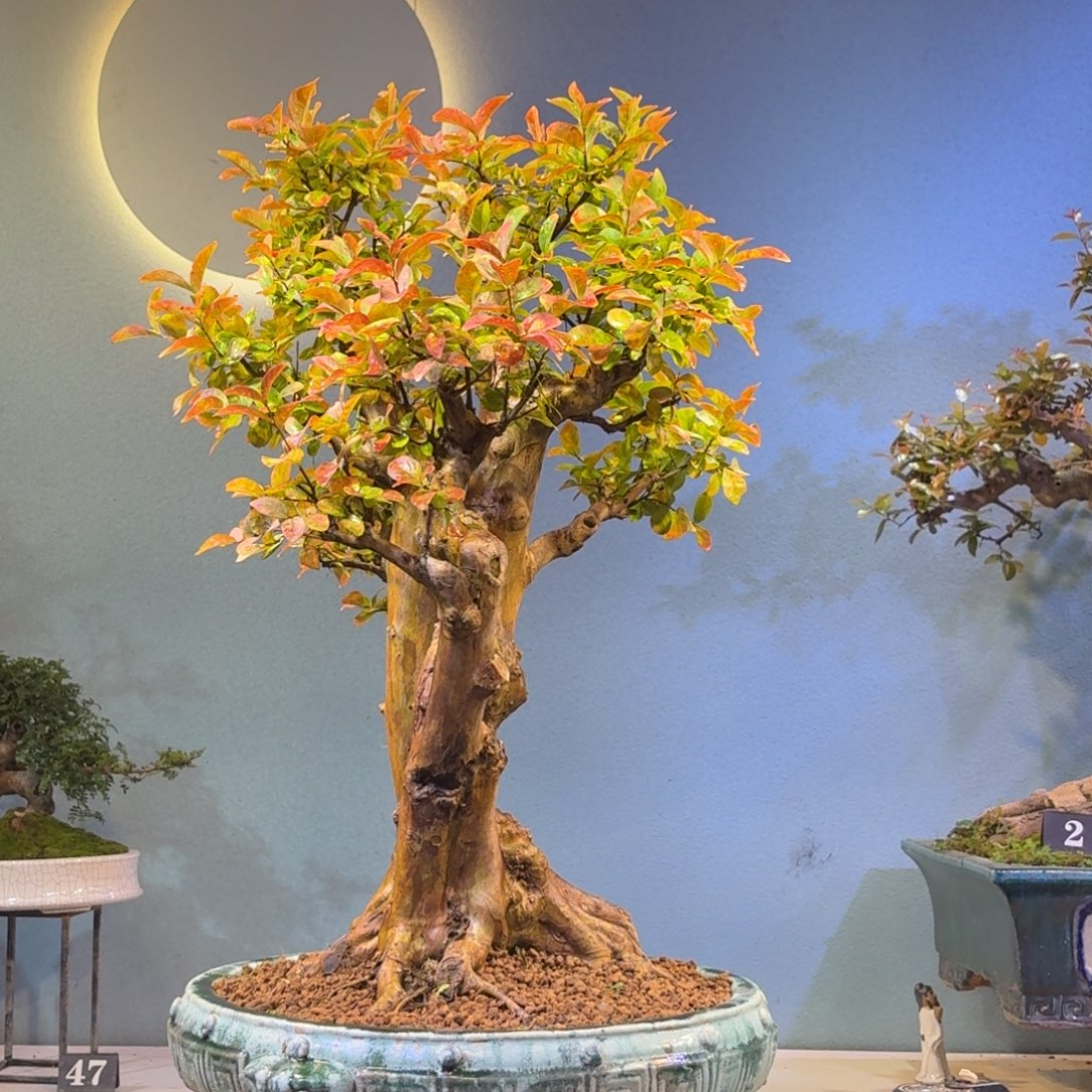 玉***选无花朵红花紫薇一物一拍