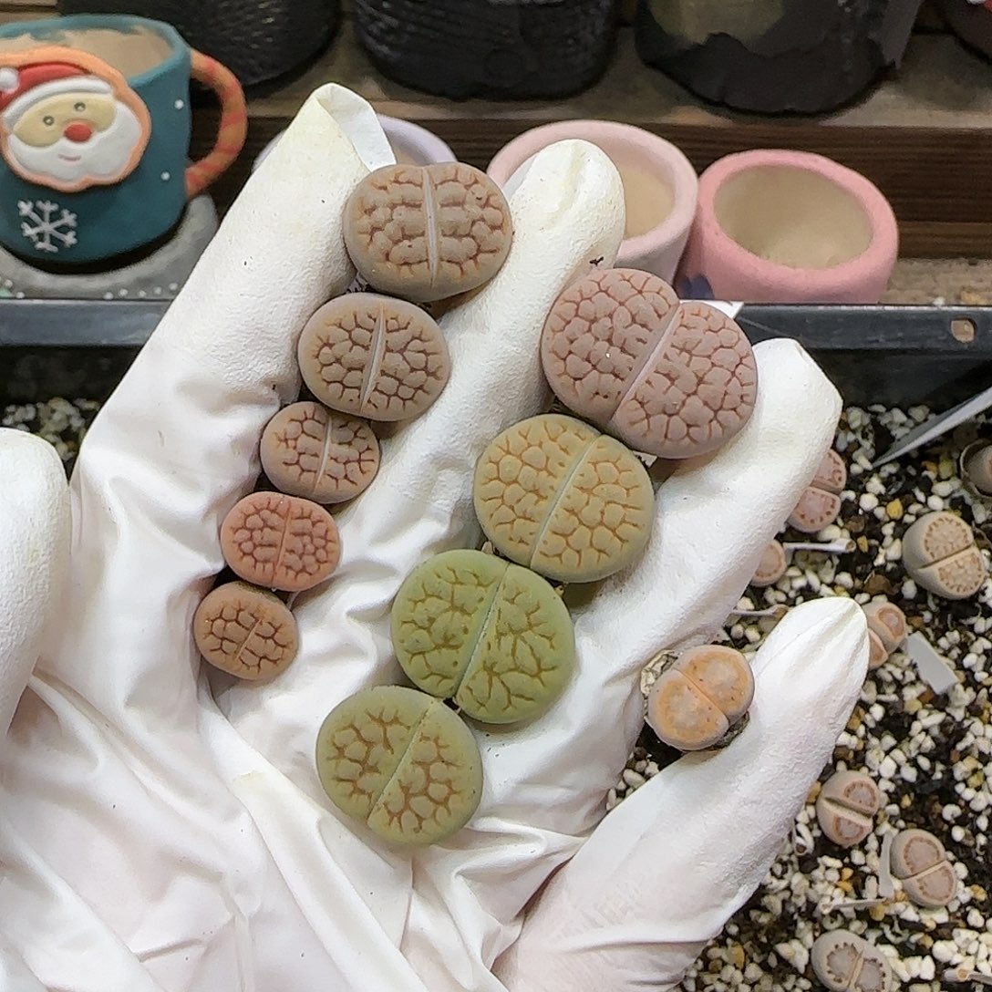 七***。11.16.黄绿富贵.216.9052