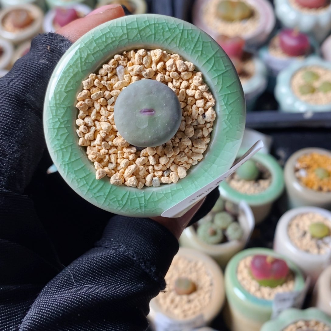 5560--一物一拍 带盆 1865.21