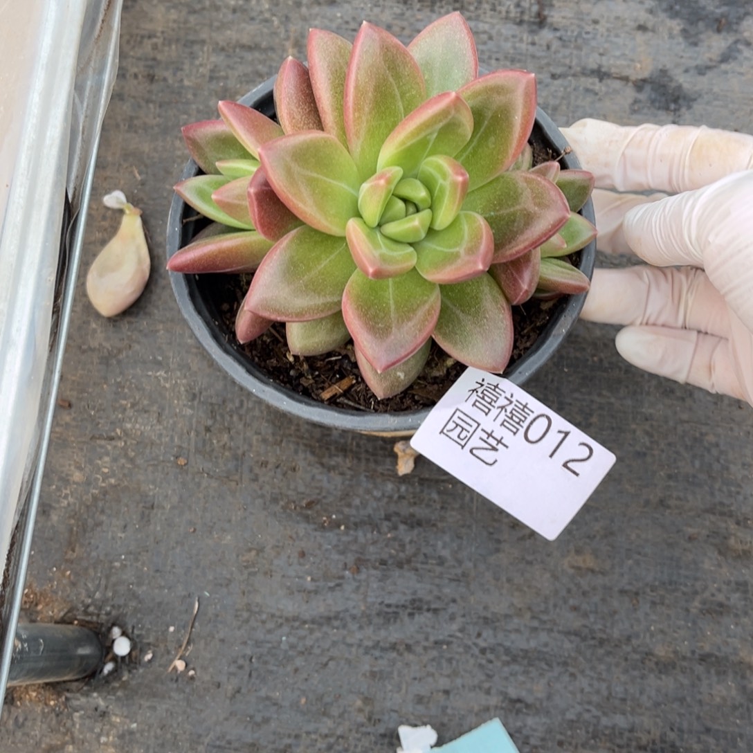 012泡泡群多肉植物，