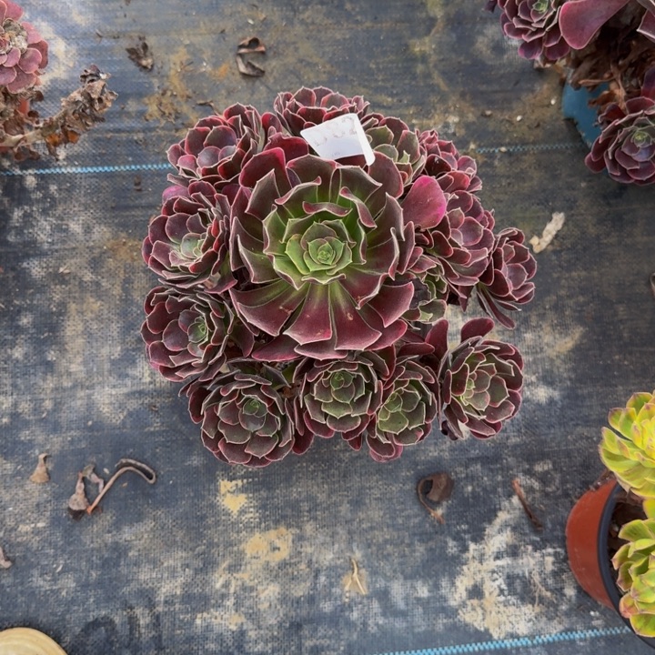 000000000821新品幽兰福利价