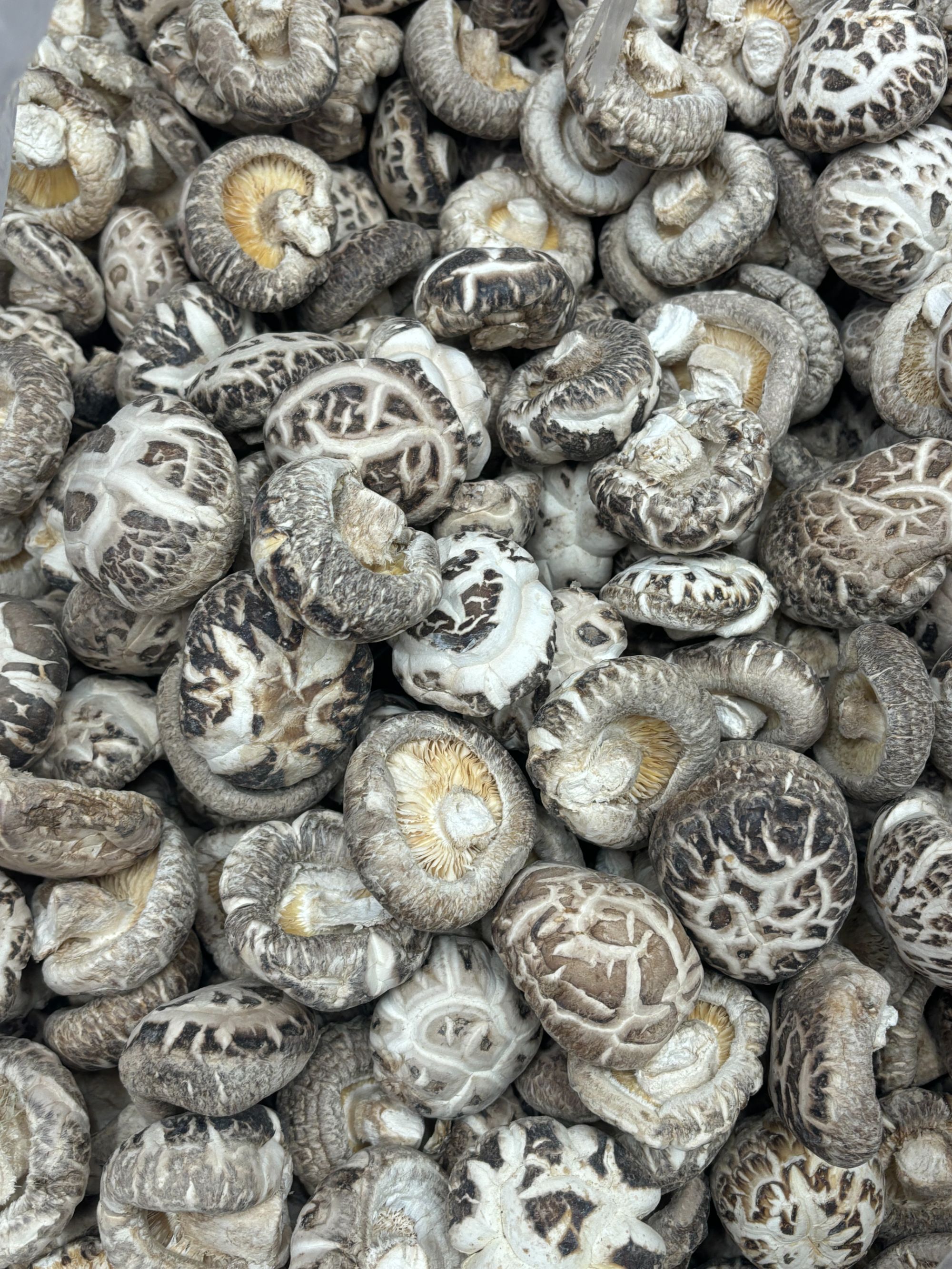 精选湖北随州大花菇香味浓郁肉厚美味煲汤佳品