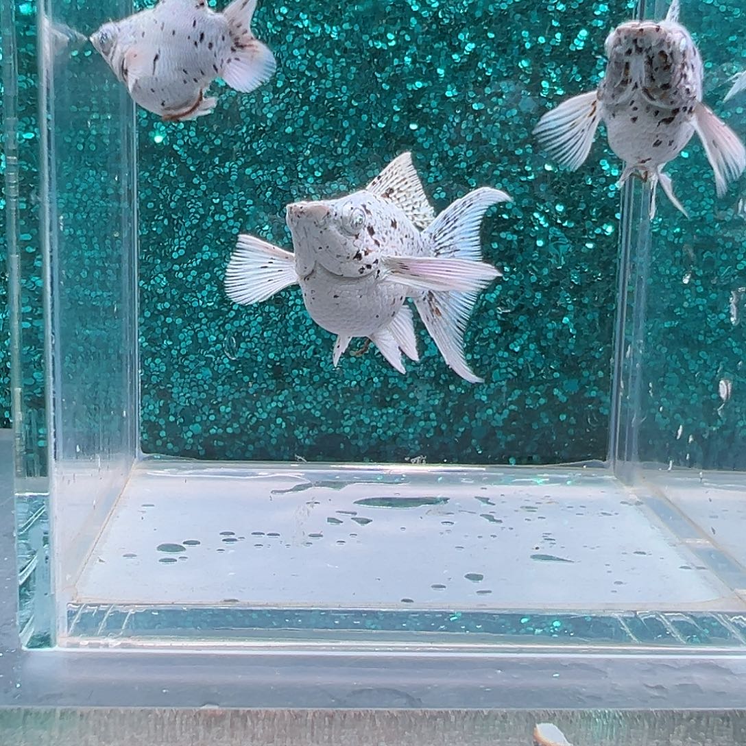 孔雀鱼奶牛玛丽2公1母，00021