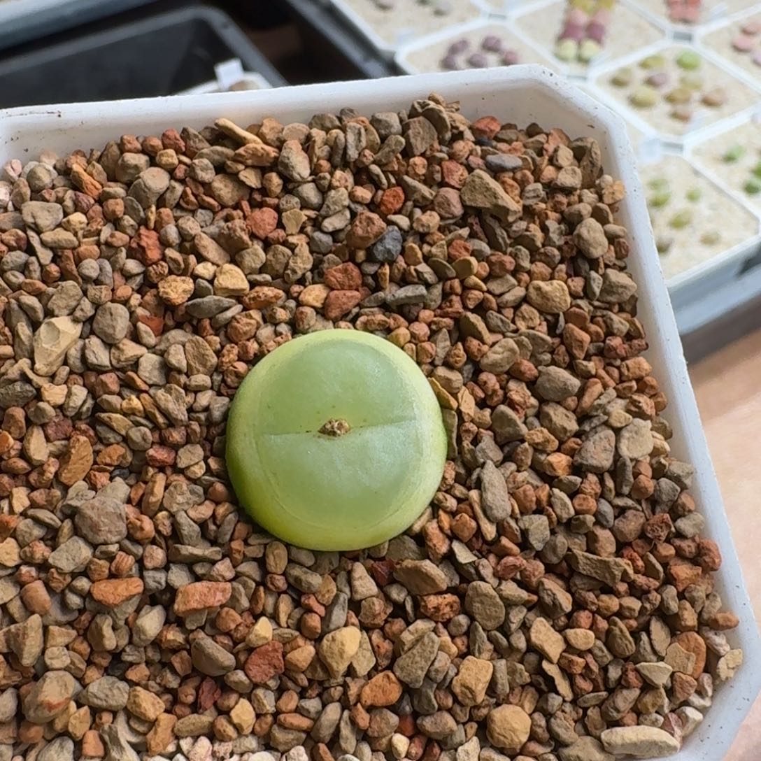 煮***茶1223-019拉登拉登拉登