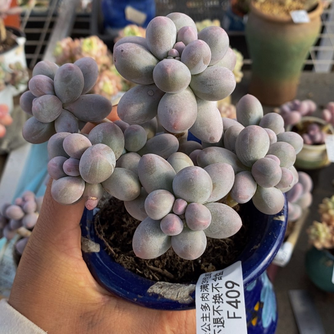 香水手指409/10vm的肉