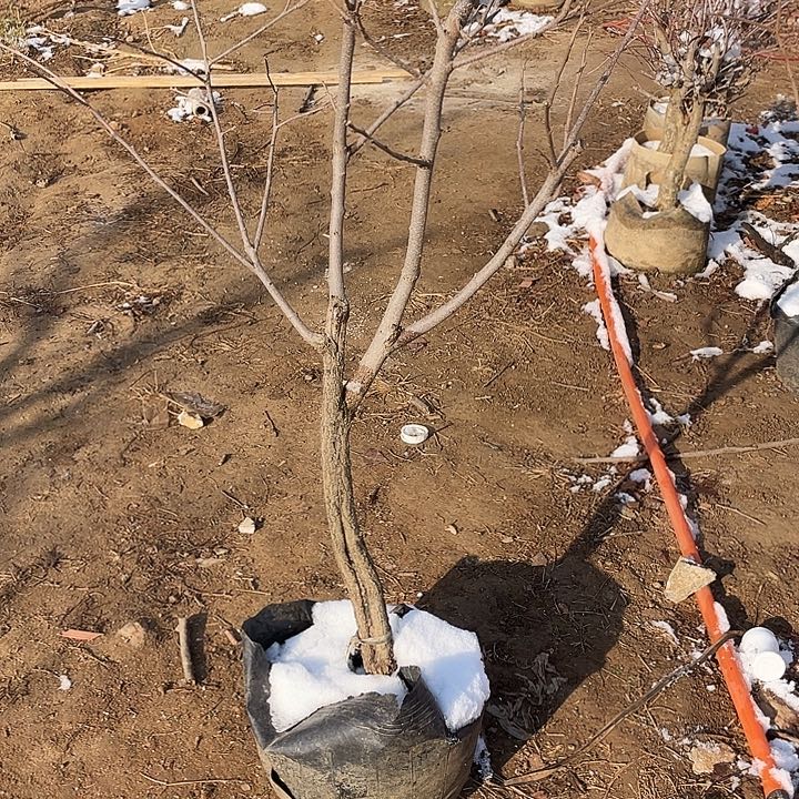 无花朵一物一拍盆栽柿子盆栽柿子