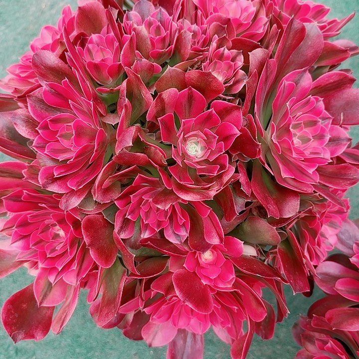 法师好看也好养香妃