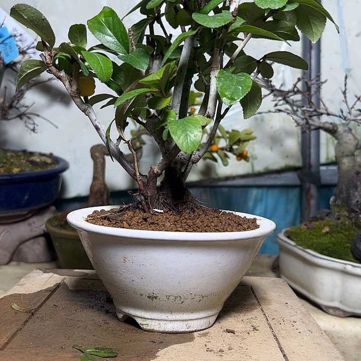 无花朵东阳126558888