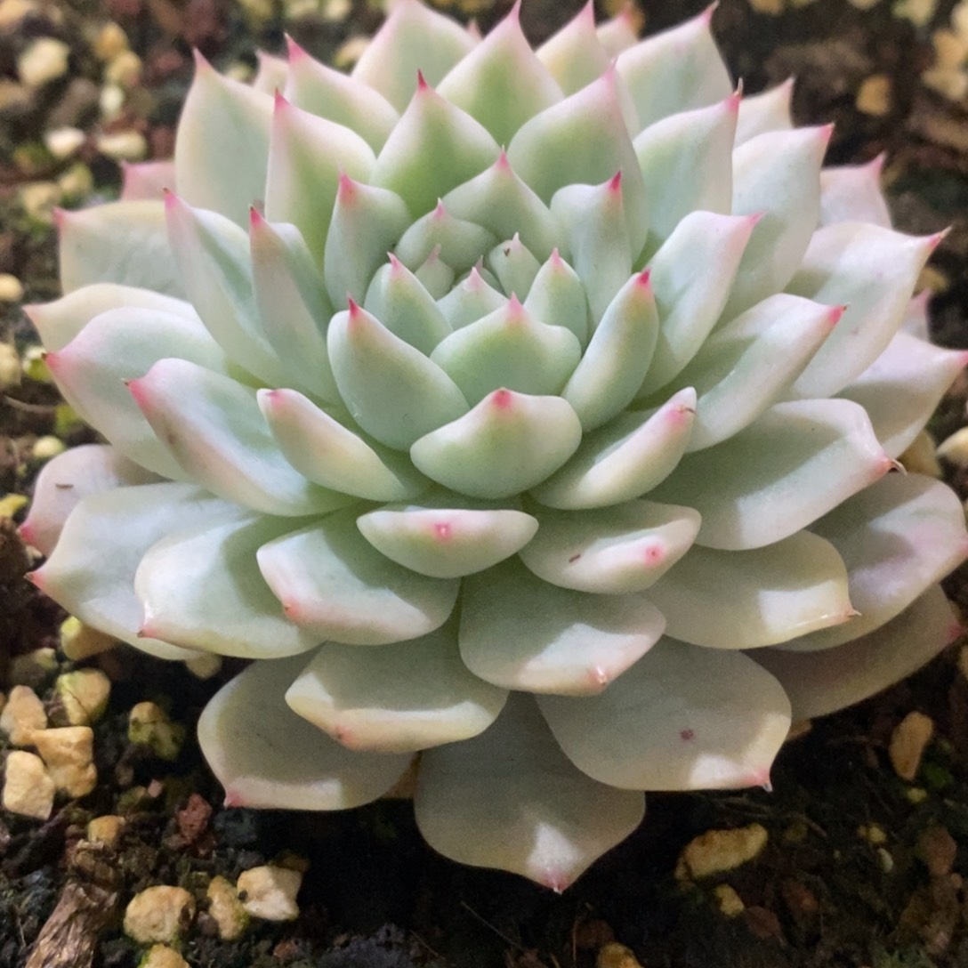 Tp锦 多肉植物锦